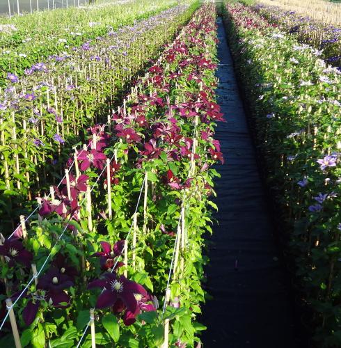  Clematis production field 2L - Shrubs and climbers