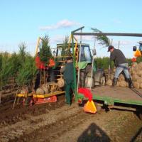 Cupressocyparis leylandii '2001' by Ron Le Poole Holland