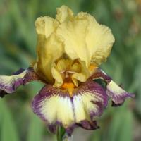 Iris germanica 'Bullwinkle' - by Ron Le Poole Holland