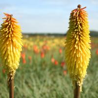Kniphofia 'Yellow Hammer' by Ron Le Poole Holland