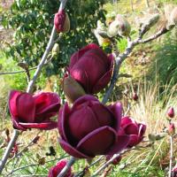 Magnolia 'Genie' - by Ron Le Poole Holland