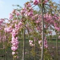 Prunus serrulata 'Kiku-Shidare Zakura' by Ron Le Poole Holland