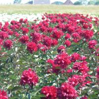 Paeonia 'Big Red Boomer' - by Ron Le Poole Holland