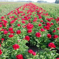 Paeonia 'Red Charm' - by Ron Le Poole Holland