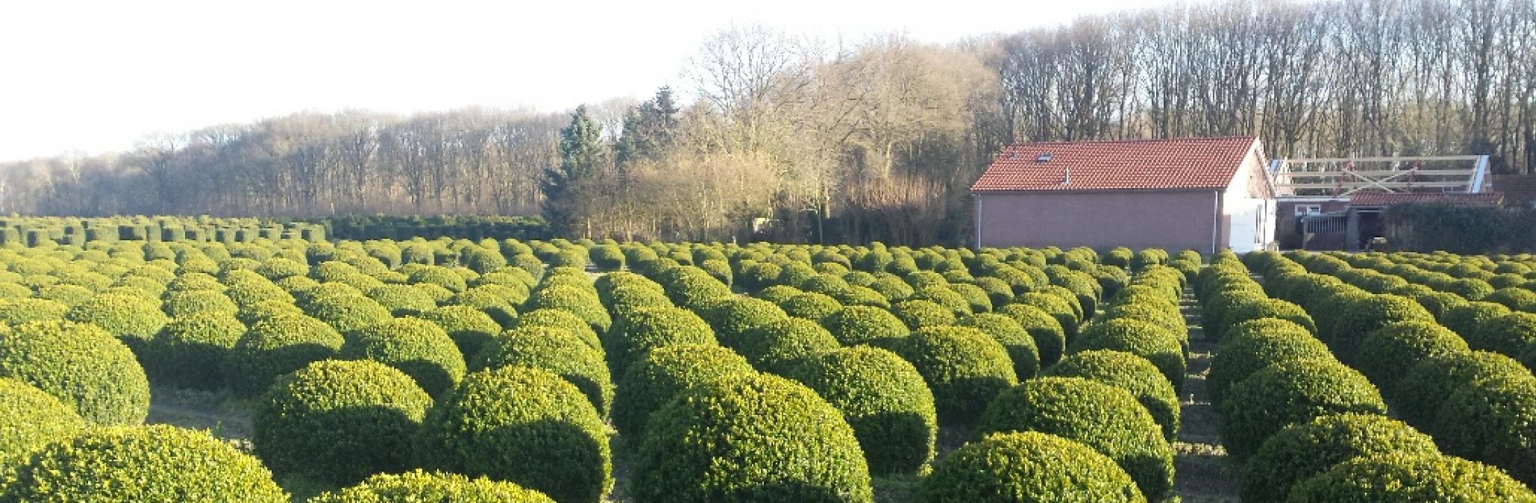Buxus sempervirens ball - Ron Le Poole - Holland
