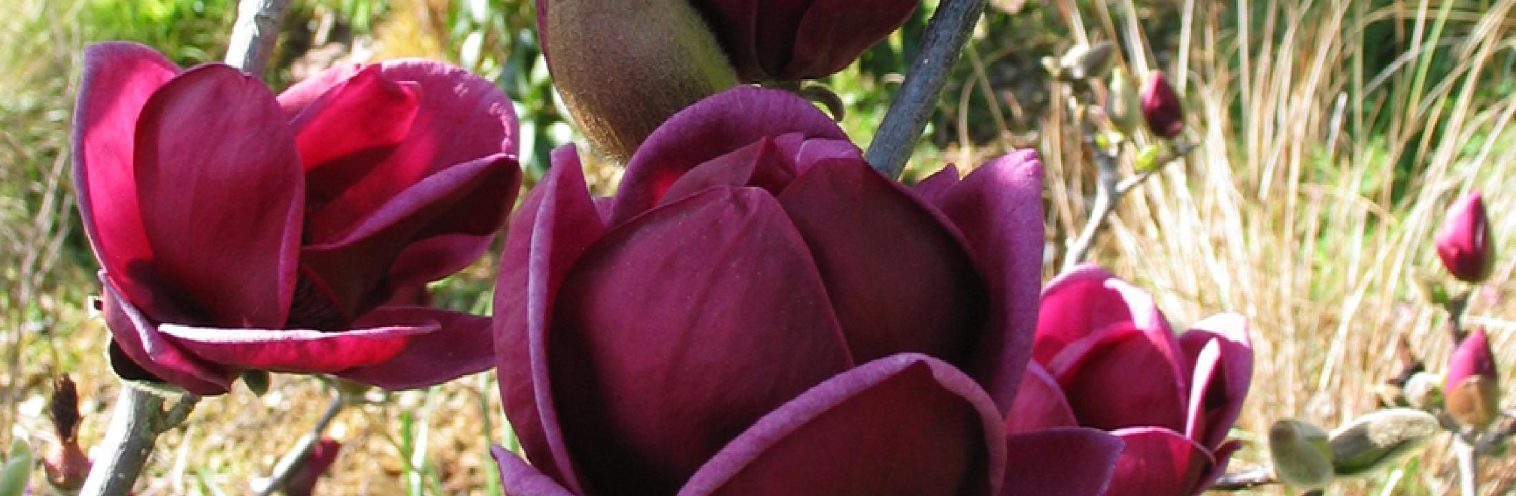 Magnolia Genie by Ron Le Poole - Holland